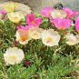 Premium 3000+ MOSS ROSE DOUBLE GRANDIFLORA SEEDS SPRING MIX FLOWERS GROUNDCOVER USA