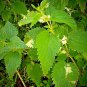 Premium 2000+ STINGING NETTLE SEEDS HEIRLOOM SPRING PERENNIAL HERB MEDICINAL POLLINATORS