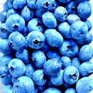 Top-Quality 400+ EUROPEAN BLUEBERRY SEEDS BILBERRY RARE SPRING LOW BUSH SWEET DELICIOUS USA
