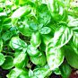 Premium 3000+ BASIL SEEDS SPRING LARGE LEAF HERB HEIRLOOM GARDEN MOSQUITO REPELLENT USA
