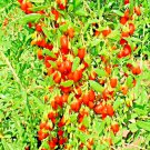 Exclusive GOJI BERRY SEEDS SPRING PERENNIAL NON-GMO CHINESE WOLFBERRY HARDY FRUIT 25 SEEDS
