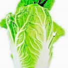 Limited Edition CHINESE CABBAGE 100+ SEEDS SPRING MICROGREENS GARDEN VEGETABLE SALADS HEIRLOOM