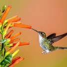 Best-Selling 1200+ WILDFLOWERS SEEDS SPRING HUMMINGBIRD MIX BUTTERFLY POLLINATORS BEES USA