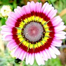 Top-Quality 1000+ PAINTED DAISY TRICOLOR SPRING MIX SEEDS GIGANTIC FLOWERS BUTTERFLIES BEES