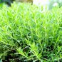 Top-Quality 200+ TARRAGON SEEDS SPRING PERENNIAL HERB FLOWER GARDEN ANISE NON-GMO HEIRLOOM