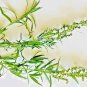 Top-Quality 200+ TARRAGON SEEDS SPRING PERENNIAL HERB FLOWER GARDEN ANISE NON-GMO HEIRLOOM