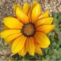 Top-Quality 200+ TARRAGON SEEDS SPRING PERENNIAL HERB FLOWER GARDEN ANISE NON-GMO HEIRLOOM