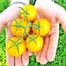 Limited Edition TOMATO YELLOW PEAR CHERRY RARE HEIRLOOM VEGETABLE GARDEN NON-GMO 30+ SEEDS USA