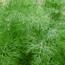 Premium 350 DILL SEEDS SPRING PLANTING FRESH NON-GMO HEIRLOOM HERB SPICE VEGETABLE USA