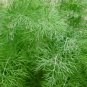 Premium 350 DILL SEEDS SPRING PLANTING FRESH NON-GMO HEIRLOOM HERB SPICE VEGETABLE USA