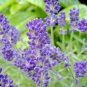New Arrival 800+ LAVENDER SEEDS SPRING PERENNIAL MOSQUITO BUG REPELLING HERB BEES NON-GMO US