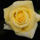Exclusive Light Yellow #19 Rose Bush Seeds~