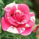 Top-Quality Candyland Rose #10 Rose Bush Seeds~