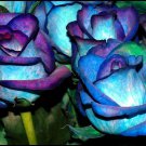 Premium Blues Blue #27 Rose Seeds (20) - USDA Inspected - 0 Shipping - USA Seller