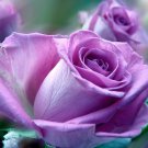 Limited Edition Light Purple #13 Rose Bush Seeds~