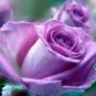 Limited Edition Light Purple #13 Rose Bush Seeds~