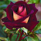 New Arrival Twilight Rose #2 Rose Bush Seeds~