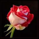 Premium Sunset Glow #4 Rose Bush Seeds~