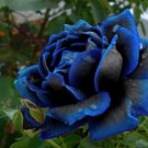 New Arrival Midnight Supreme #26 Rose Bush Seeds~