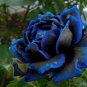New Arrival Midnight Supreme #26 Rose Bush Seeds~