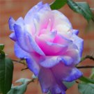 New Arrival Stifling Remorse #28 Rose Bush Seeds~