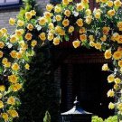 Premium Yellow Climbing #46 Rose Bush Seeds~