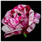 Top-Quality Purple Dragon #30 Rose Bush Seeds~