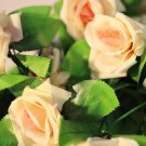 New Arrival Champagne Climbing #44 Rose Bush Seeds~