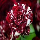 Top-Quality Tiger Stripes #51 Rose Bush Seeds~