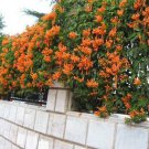Best-Selling Orange Climbing #45 Rose Bush Seeds~