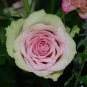 Limited Edition Dancing Queen #42 Rose Bush Seeds~