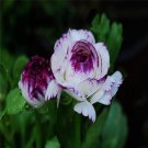 New Arrival Persian #24 Rose Bush Seeds~