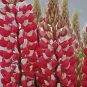 Best-Selling 25 Red White Lupine Seeds Flower Perennial Flowers Hardy Seed 1026 US SELLER