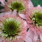Top-Quality 50 DBL Pink Green Coneflower Seeds Echinacea Perennial Flowers Seed 1073 USA