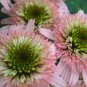 Top-Quality 50 DBL Pink Green Coneflower Seeds Echinacea Perennial Flowers Seed 1073 USA