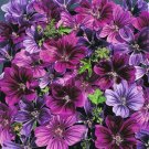 Premium 25 Merlin Purple Hollyhock Seeds Perennial Flower Seed Flowers 866 US SELLER