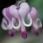 New Arrival 25 Purple White Bleeding Heart Seeds Flowers Seed Perennial Flower 308 US SELLER
