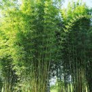 Premium 50 Bambusa Oldamii Bamboo Seeds Privacy Garden Clumping Shade Seed 388 US SELLER