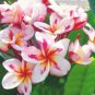 Top-Quality 5 White Yellow Pink Plumeria Seeds Plants Flower Flowers Perennial 188 US SELLER