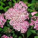 Limited Edition 100 Dwarf Pink Spiraea Seeds Perennial Shrub Flowering Bloom Seed USA Seller 254