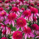 Limited Edition 50 Bubble Gum Coneflower Seeds Echinacea Flower Perennial Bloom Flowers Seed 903