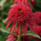 Limited Edition 50 Cranberry Coneflower Seeds Echinacea Flower Perennial Bloom Flowers Seed 1133