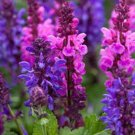 Best-Selling 50 Pink Purple Salvia Seeds Flower Seed Perennial Flowers Hummingbird 783 USA