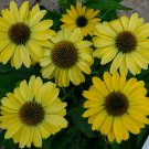 Exclusive 50 Canary Feather Coneflower Seeds Echinacea Flower Perennial Flowers Seed 881