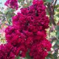 Limited Edition 20 Dynamite Cape Myrtle Seeds Tree Flower Perennial Flowers Seed 1225 US SELLER