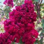 Limited Edition 20 Dynamite Cape Myrtle Seeds Tree Flower Perennial Flowers Seed 1225 US SELLER