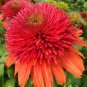 Top-Quality 50 Double Orange Coneflower Seeds Echinacea Perennial Flowers Seed 7 US SELLER