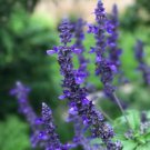 New Arrival 50 Playin' the Blues Salvia Seeds Flower Seed Perennial Flowers 845 US SELL