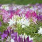 Limited Edition 100 Purple Pink White Spider Seeds Clome Spinosa Perennial 1186 US Seller