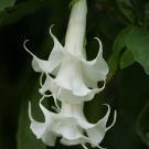 New Arrival 10 Triple White Angel Trumpet Seeds Flowers Seed Flower Brugmansia Datura 677
